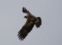 Booted Eagle.