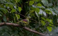 pompadour-green-pigeon