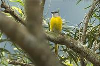 Grey-chinned Minivet female