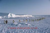 ...s sea ice by the ice shelf as they return to their chicks. Antarctica