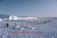 ...FT0110-00: Emperor Penguins walk in a line across sea ice by the ice shelf as they return to the