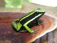: Ameerega trivittata