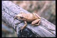 : Eleutherodactylus coqui; Puerto Rican Coqui