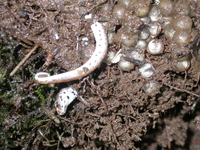 : Hemidactylium scutatum; Four-toed Salamander