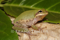 : Hyla squirella; Squirrel Treefrog