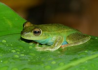 : Hypsiboas rufitelus