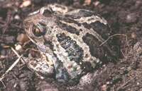: Pelobates fuscus; Garlic Toad