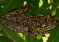 : Scinax funereus