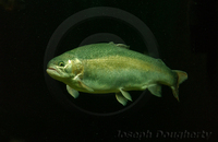 : Oncorhynchus mykiss; Rainbow Trout