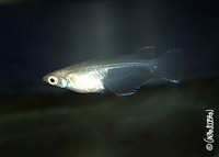 : Oryzias javanicus