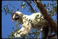 : Propithecus verreauxi verreauxi; Verreaux's Sifaka