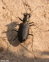 : Cicindela punctulata; Sidewalk Tiger Beetle