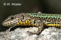 : Podarcis bocagei; Bocage's Wall Lizard