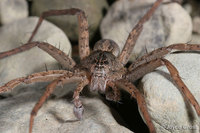 : Dolomedes sp.; Fishing Spider