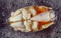 : Emerita analoga; Mol Crab