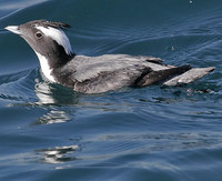 Japanese Murrelet