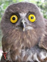 Brown Hawk-Owl(Ninox scutulata)