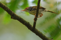 Common Tailorbird ( Orthotomus sutorius )