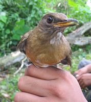 Brown-headed Thrush » Turdus chrysolaus