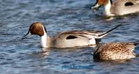 고방오리(Pintail)