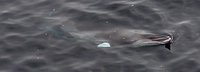 Minke Whale Photograph by Mark Breaks