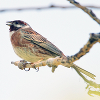 Pine Bunting