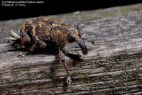 Stor Nåletræsnudebille (Hylobius abietis)  Foto/billede af