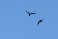 Himalayan Swiftlet