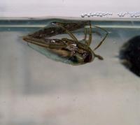 Notonecta glauca - Water Boatman