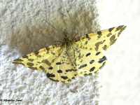 Pseudopanthera macularia - Speckled Yellow