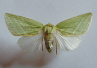 Bena bicolorana - Scarce Silver-lines