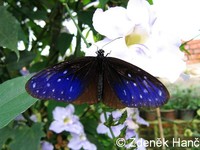 Euploea mulciber
