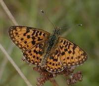 Boloria selene - Small Pearl-bordered Fritillary