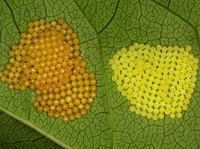 Euphydryas maturna - Scarce Fritillary