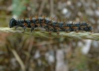 Nymphalis polychloros - Large Tortoiseshell