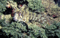 ...Image of Parablennius gattorugine, Tompot blenny, Peshk guri, Capsigrany, Slingurica mrkulja, St