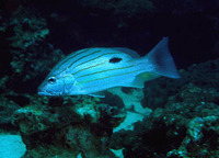 Lutjanus russellii, Russell's snapper: fisheries, aquaculture