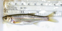 Richardsonius egregius, Lahontan redside: