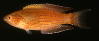 Paracheilinus angulatus, Angular flasher: