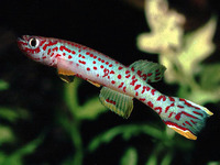 Fundulopanchax scheeli, : aquarium