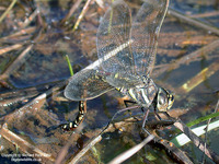 Aeshna juncea - Common Hawker