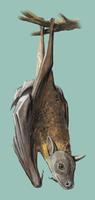 Image of: Dyacopterus spadiceus (Dyak fruit bat)
