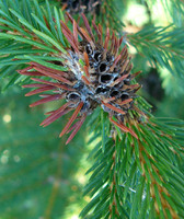 Sacchiphantes abietis