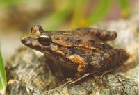 Discoglossus montalentii - Corsican Painted Frog