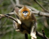 Image of: Rhinopithecus roxellana (golden snub-nosed monkey)