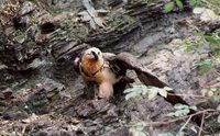 Gypaetus barbatus - Bearded Vulture