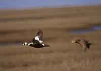 Somateria fischeri - Spectacled Eider