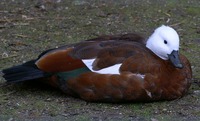 Tadorna variegata - Paradise Shelduck