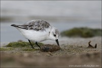 Calidris alba - Sanderling