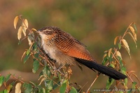 Centropus superciliosus - White-browed Coucal